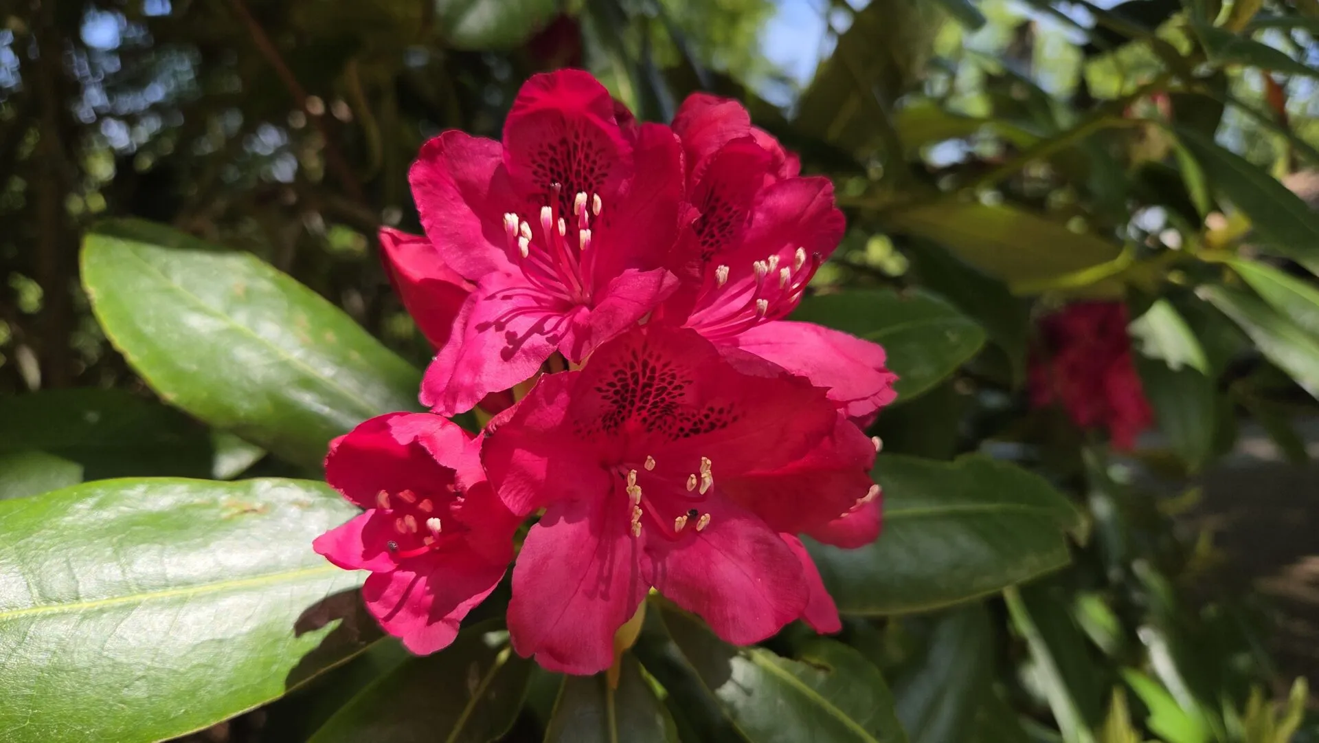 Rododendron 2026