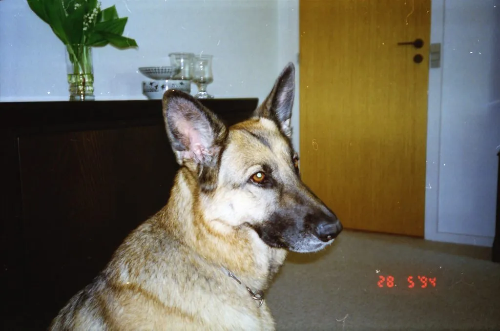 Essi
