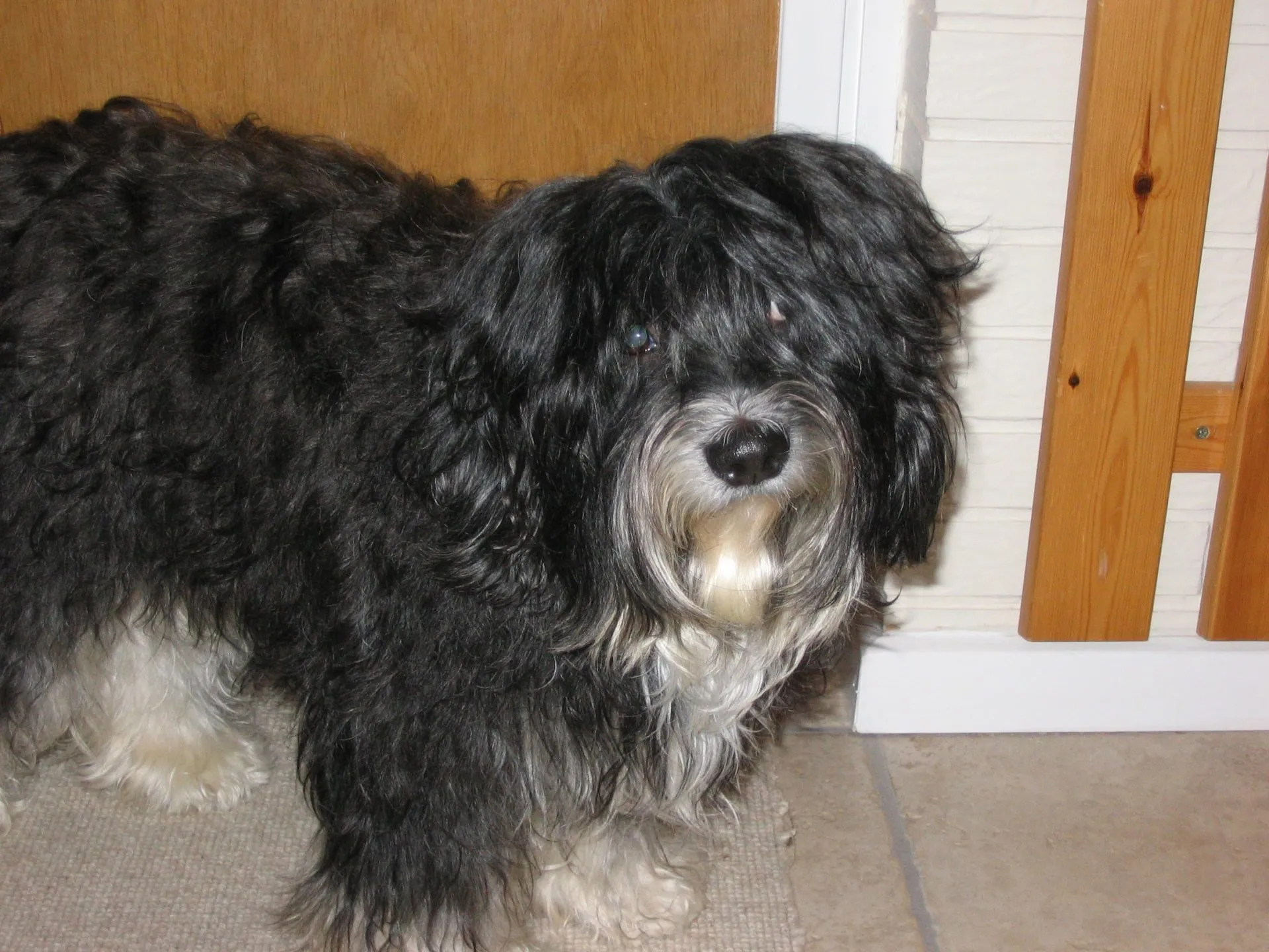 Vores hund Kyang