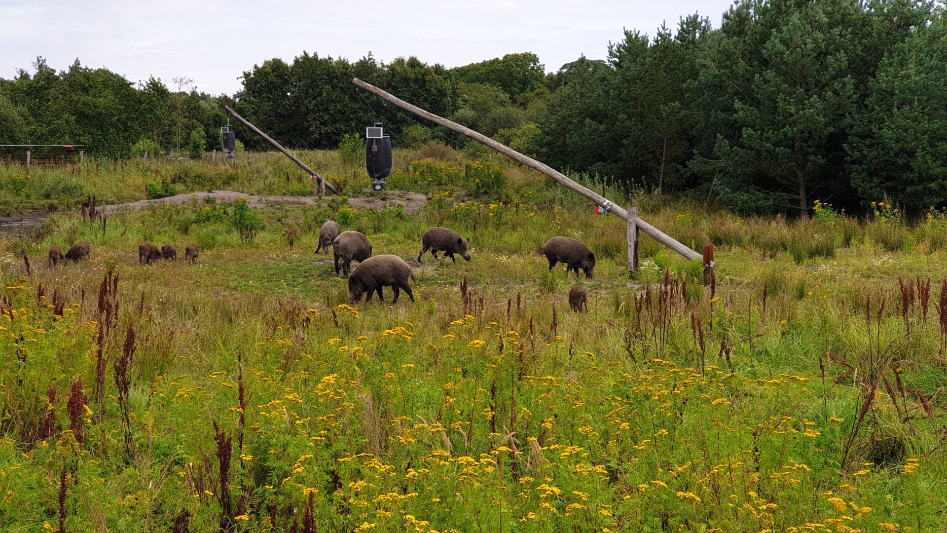 Lille Vildmose august 2019